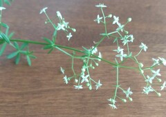 Galium asprellum