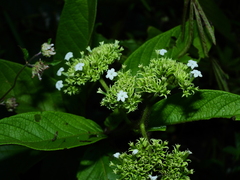 Heliotropium cuspidatum