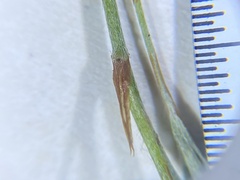 Pultenaea parrisiae