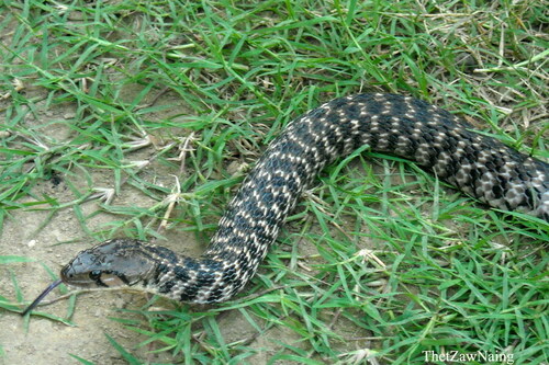 Chequered Keelback