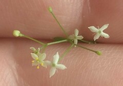 Galium asprellum