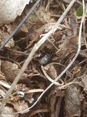 Adomerus biguttatus