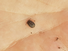 Adomerus biguttatus