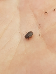 Adomerus biguttatus