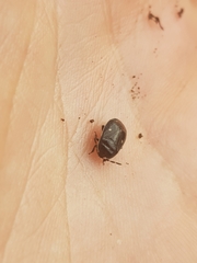 Adomerus biguttatus