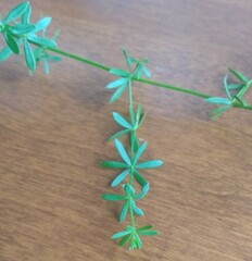 Galium asprellum
