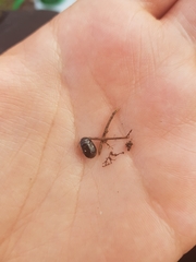 Adomerus biguttatus