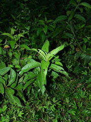 Heliotropium cuspidatum