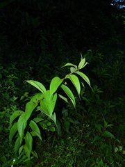 Heliotropium cuspidatum