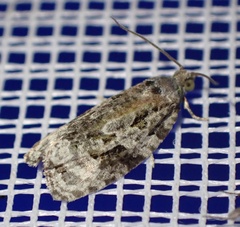 Apotomis lineana