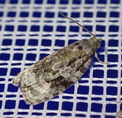Apotomis lineana