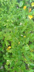 Solanum polyacanthos