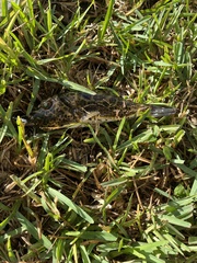 Sphoeroides testudineus