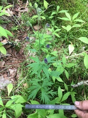 Aconitum noveboracense