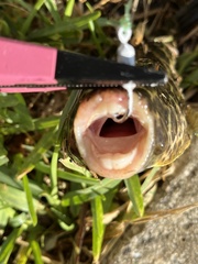 Sphoeroides testudineus