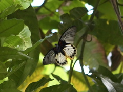 Papilio memnon
