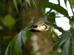 Papilio memnon