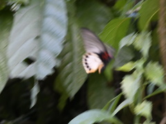 Papilio memnon