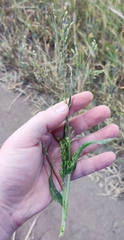 Panicum miliaceum ruderale