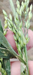 Panicum miliaceum ruderale
