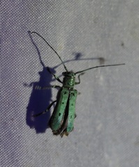 Saperda octopunctata