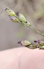 Panicum miliaceum ruderale