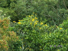 Acridocarpus natalitius