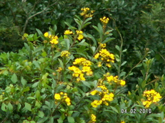 Acridocarpus natalitius