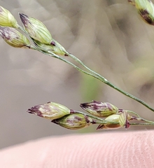 Panicum miliaceum ruderale
