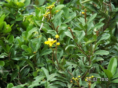 Acridocarpus natalitius