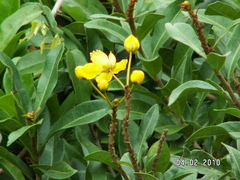 Acridocarpus natalitius