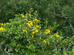 Acridocarpus natalitius