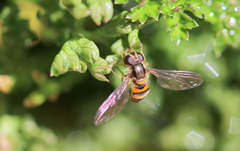 Episyrphus trisectus