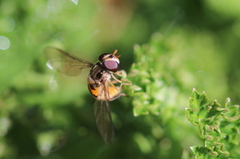 Episyrphus trisectus