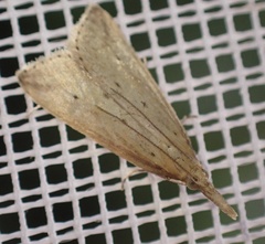 Donacaula forficella