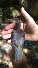 Cinclus cinclus
