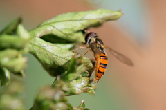 Episyrphus trisectus