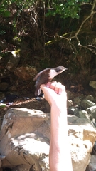 Cinclus cinclus