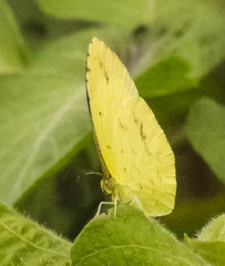 Eurema desjardinsii