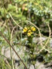 Euphrasia minima