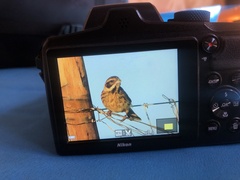 Emberiza schoeniclus