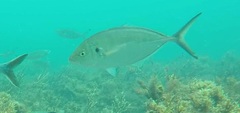 Pseudocaranx
