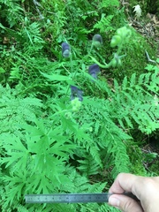 Aconitum noveboracense