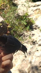 Cinclus cinclus