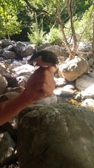 Cinclus cinclus