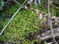 Mniodendron colensoi