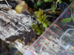 Mniodendron colensoi