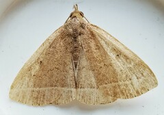 Zanclognatha marcidilinea