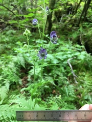 Aconitum noveboracense