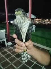 Rupornis magnirostris